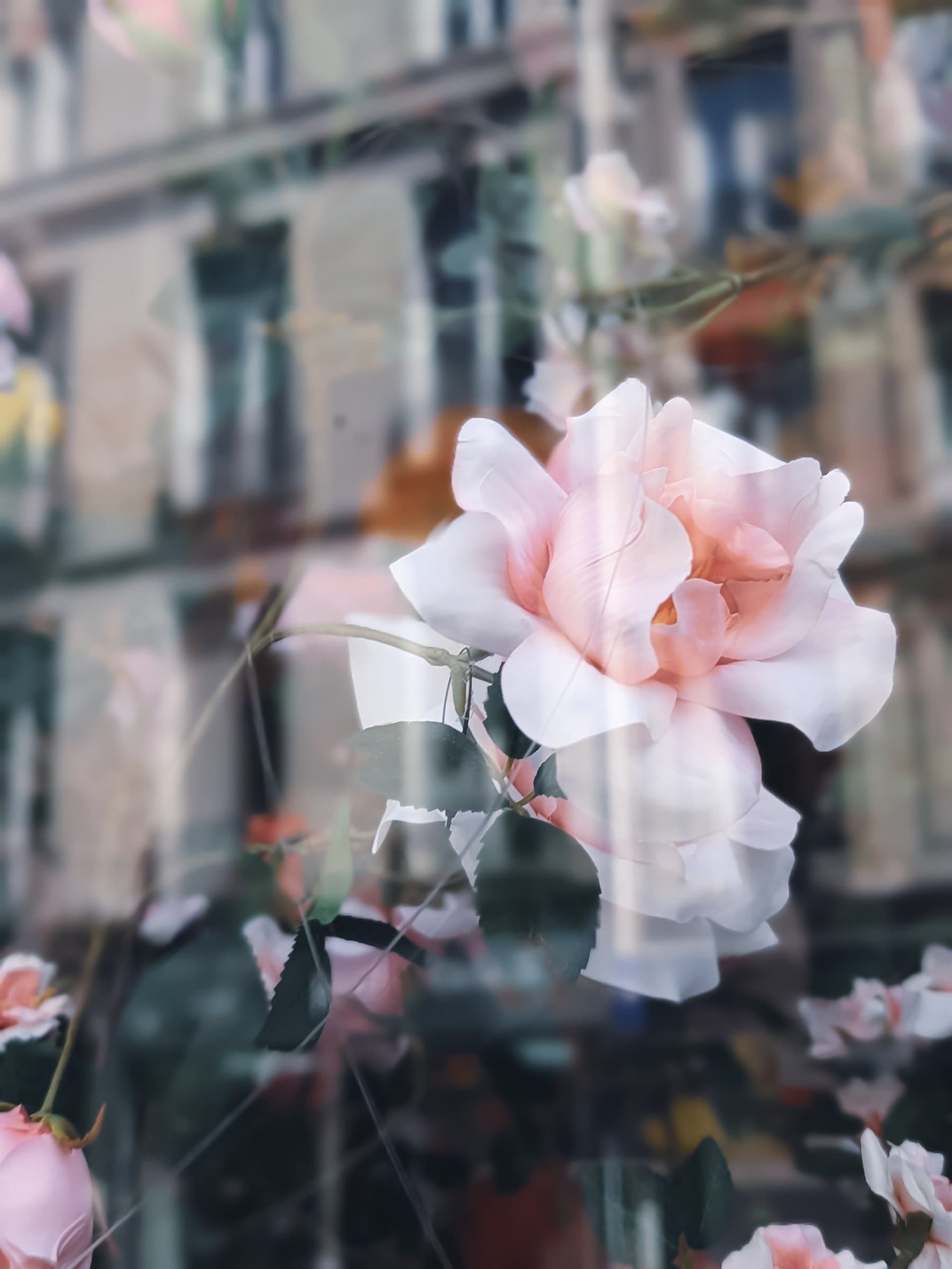 Roses, superimposed
